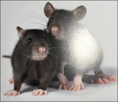 Comment s'appellent ces animaux ?