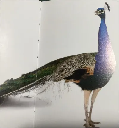 Comment s'appelle cet animal ?