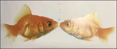 Comment s'appellent ces animaux ?