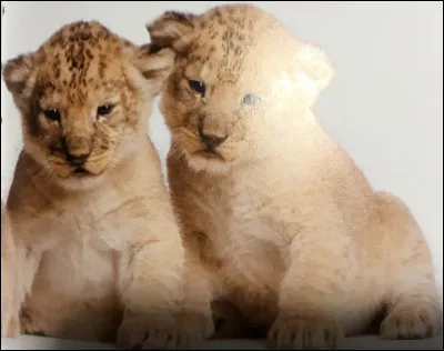 Comment s'appellent ces animaux ?