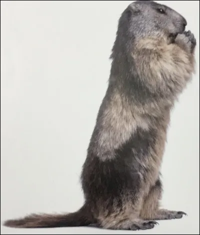 Comment s'appelle cet animal ?