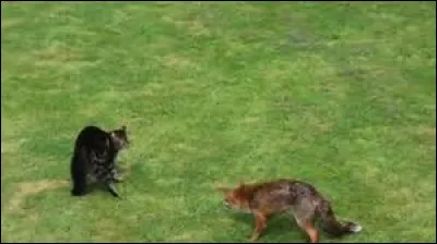 Plus tard, il s'avère que ton mentor se fait assez gravement blesser par un renard et qu'il ne pourra plus t'entraîner pendant un long moment. Comment réagis-tu ?