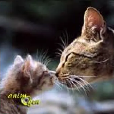 En rentrant d'une patrouille de chasse, ton chef t'annonce que tu vas être mentor de Petite Baie. Quelle est ta réaction ?