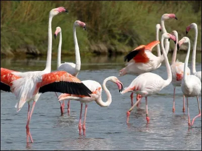 Le flamant rose habite en Espagne et en France. Mais sur quel continent migre-t-il en hiver ?