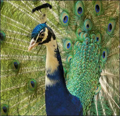 De quel continent est originaire le paon bleu ?