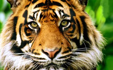 Quiz Animaux