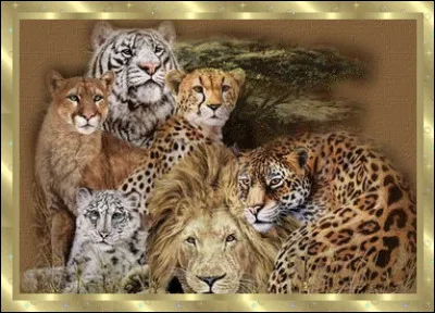 Aimes-tu les félins ?