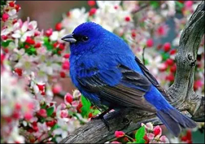 Aimes-tu les oiseaux ?