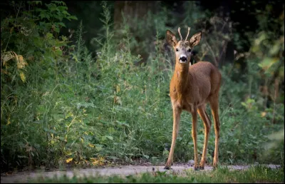 Aimes-tu les animaux forestiers ?