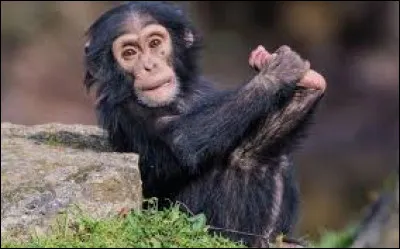 Lequel de ces animaux est le plus proche cousin du chimpanzé ?