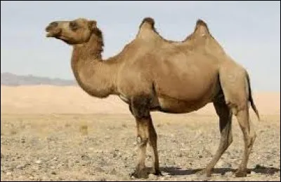 Comment s'appelle le cri du chameau ?