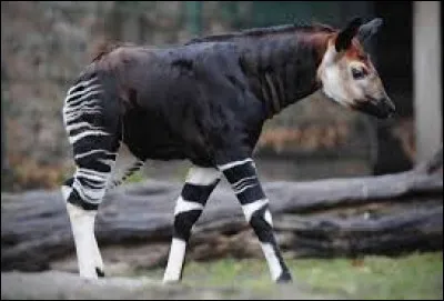 Quel est le cousin le plus proche de l'okapi ?