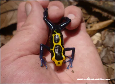 Quel est le nom de cet animal ?