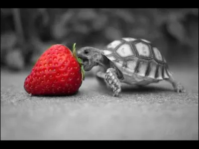 Ne soyez pas trop à l'ouest, et rappelez-vous la chanson de Nino Ferrer : "Y a plein d'enfants qui se roulent sur la pelouse, y a plein de chiens, y a même un chat, une tortue.... et quoi pour qu'il ne manque rien ?