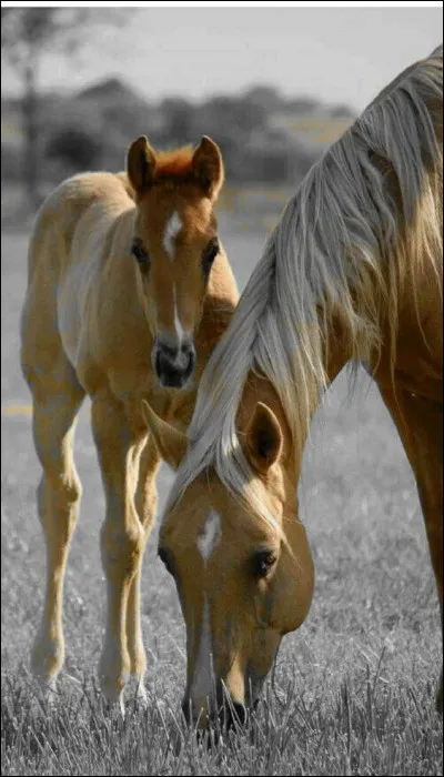 Comment est le cheval dont Hervé Bazin évoque la mort ?