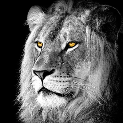 Comment est-il dans une chanson d'Henri Salvador ?