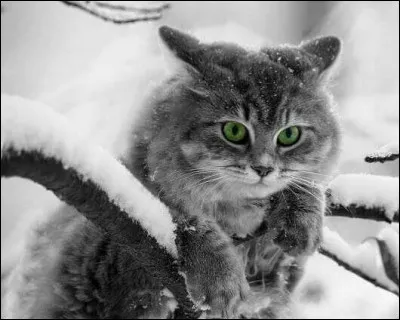 Quel était le métier de Grippeminaud dans "Le Chat, la Belette et le Petit Lapin" ?