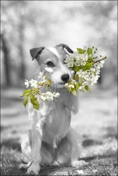 Dans quel livre parle-t-on du chien Montmorency ?