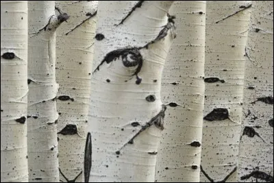 Écorces - Je suis une écorce blanche rayée de noir.