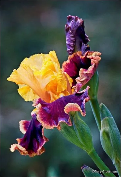 Fleurs - Les iris peuvent être noirs.