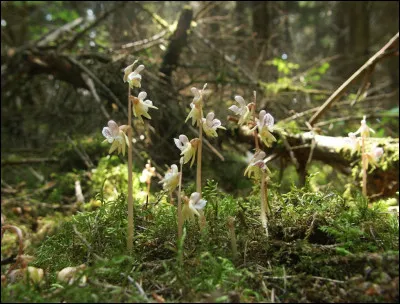 Fleurs - Quel est le deuxième nom de l'orchidée terrestre eurasiatique ?