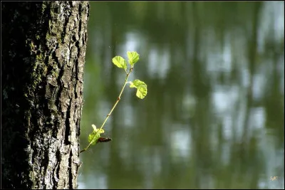 Écorces - Comment dit-on "écorce" en anglais ?
