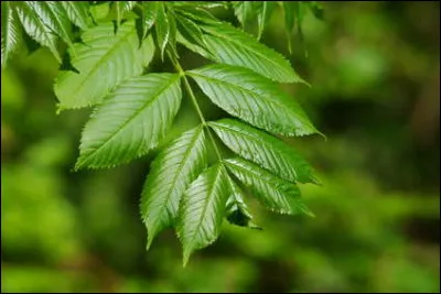 Feuilles - Quelles sont ces jolies feuilles ?