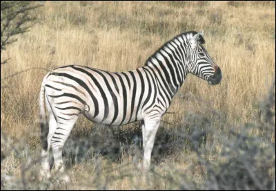 Lequel de ces zèbres a disparu ?