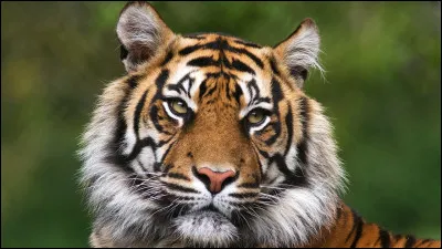 Quel animal n'est pas un félin ?