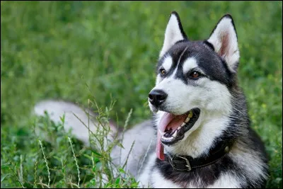 Lesquels des animaux nommés ci-dessous ne sont pas des canidés ?