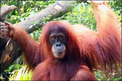 Sur quelles îles peut-on voir un orang-outan (signifiant homme de la forêt) ?