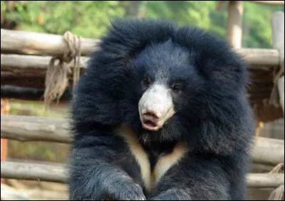 Quel est le nom de cet ours ?