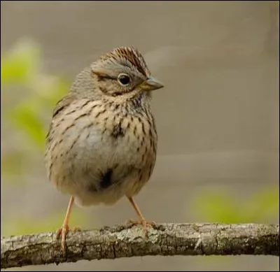 Comment s'appelle cet oiseau ?
