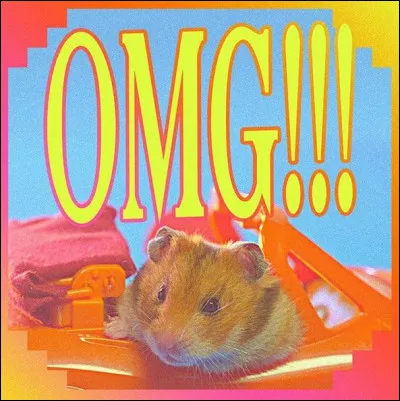 As-tu un hamster sur ton île ?