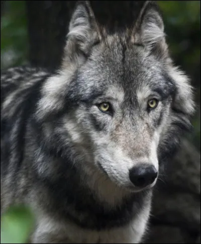 Comment dit-on un loup en anglais ?