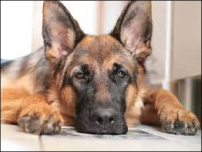 Combien de chiens ont joué le rôle de Rex dans la série policière du même nom ?