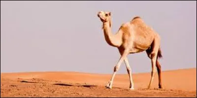 Que contiennent les bosses des dromadaires et des chameaux ?