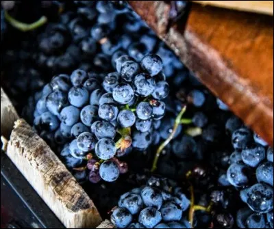 Combien de kilos de raisins introduit-on dans un pressoir traditionnel ?