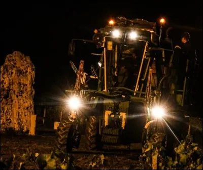 Quelle maison de Champagne organise annuellement des vendanges nocturnes ?