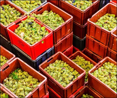 Combien de kilos de raisins peut contenir une caisse à vendanges ?