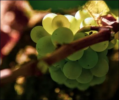 Quel cépage fait la "particularité" du village de Celles sur Ource ?