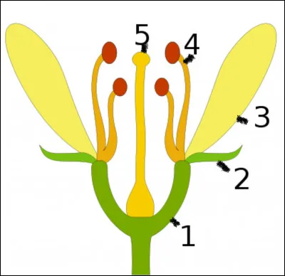À quoi correspond le numéro 2 sur le schéma de cette fleur ?