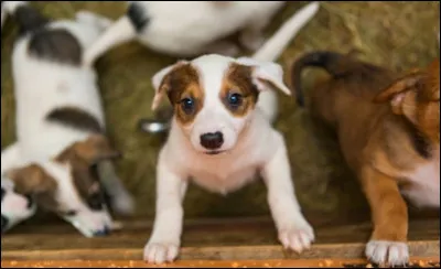 Quel animal te correspond le plus ?