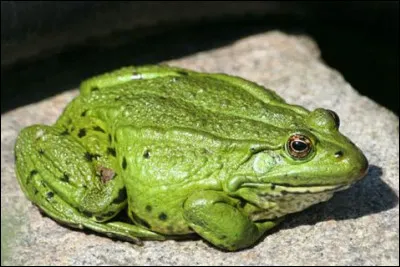 Quelle est cette couleur ?