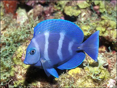 Quelle est cette couleur ?