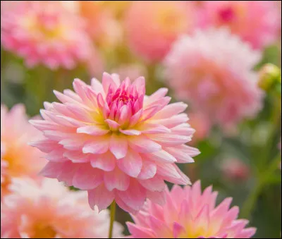 Sciences de la terre - Le pollen d'une fleur est :