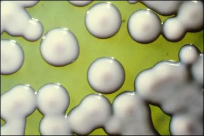 Pour quelle maladie, les médecins Pfeiffer et Wright se sont-ils disputés l'antériorité de l'invention d'un vaccin en 1896 ?