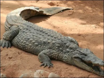 Combien pèse un crocodile du Nil ?