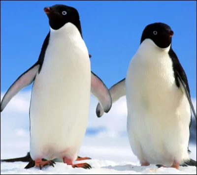 Combien pèse un petit pingouin ?