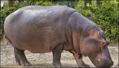 Quelle est l'espérance de vie d'un hippopotame ?